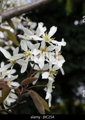 Close up of the flowers of Amelanchier lamarckii Stock Photo
