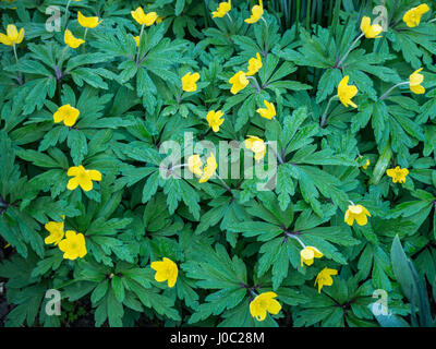Anemone ranunculoides in flower Stock Photo