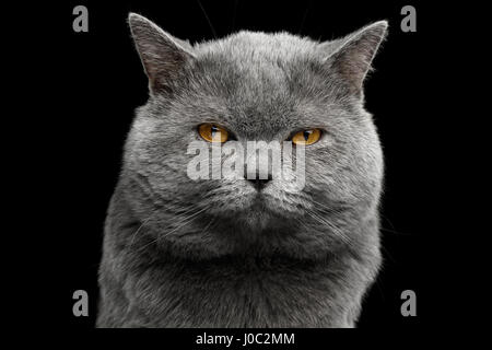 Portrait of grumpy British shorthair grey cat with big wide face on Isolated Black background, front view Stock Photo