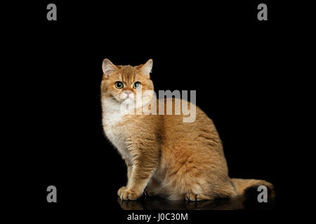 Gorgeous British Cat with Gold chinchilla Fur, Green eyes Sitting on Isolated Black Background, side view Stock Photo
