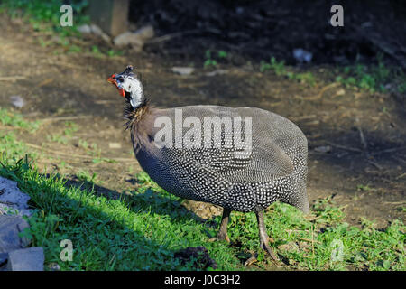 Guinea fowl in a agro farm outdoor Stock Photo