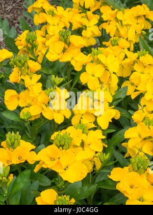 close up of the flowers of wallflower Sunset Yellow Stock Photo