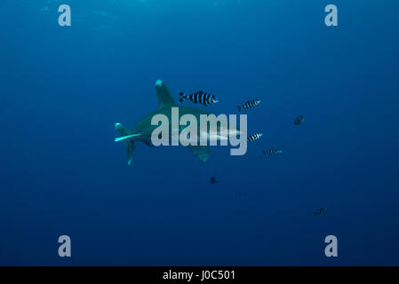 White tip shark (Carcharhinus longimanus) swimming with pilot fish, underwater view, Brothers island, Egypt Stock Photo