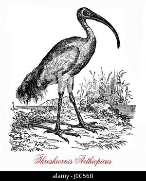 The African sacred ibis (Threskiornis aethiopicus) has a white body plumage apart from dark plumes on the rump and a bald head and neck. The thick curved bill and legs are black. It was regarded as sacred in Egypt, where it was venerated and often mummified as a symbol of the god Thoth. Stock Photo