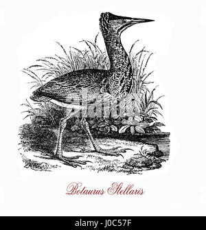 The Eurasian bittern (Botaurus stellaris) is a wading bird  breeding in parts of Europe, Asia, and Africa. It is a secretive bird, seldom seen in the open as it prefers to skulk in reed beds and thick vegetation near water bodies. Stock Photo