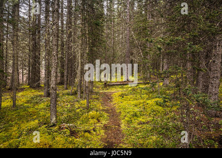 Kananaskis Country, Bow Valley Provincial Park, Kananaskis, Alberta, Canada Stock Photo