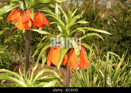 Crown Imperial Fritillaria imperialis or Kaisers Crown in bloom in a floral display in Bangor Castle Walled Garden  Co Down N. Ireland April 2017 Stock Photo