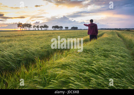 Young man in a wheat field pointing towards the sun during sunset, Holland, Europe. Stock Photo