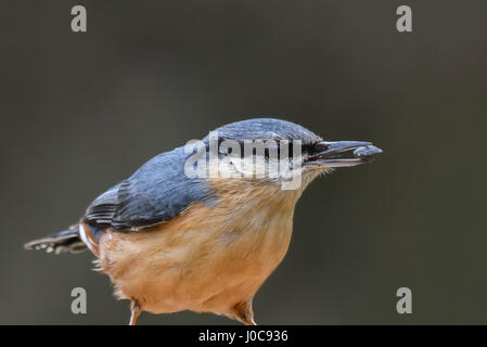 Nuthatch (Sitta europaea) profile portrait with seed in beak. Devon, UK. March Stock Photo