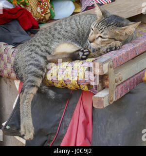 Cat in Cambodian village Stock Photo