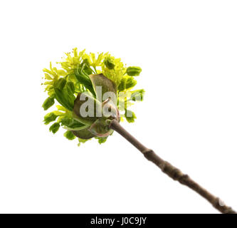 Flowering spring twigs of maple tree. Isolated on white background. Bottom view. Stock Photo