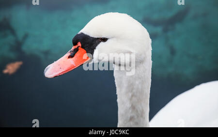 White swan head, closeup bird portrait photo Stock Photo