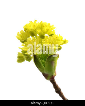 Flowering spring twigs of maple tree. Isolated on white background. Stock Photo