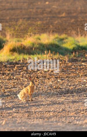 Vertical photo of wild male hare with nice brown fur which sits on early spring field with brown soil. The green grass and reed is in background. Stock Photo