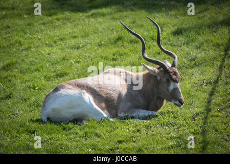 Lovely animals at the Yorkshire Wildlife Park in Doncaster, South Yorkshire Stock Photo