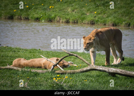 Lovely animals at the Yorkshire Wildlife Park in Doncaster, South Yorkshire Stock Photo