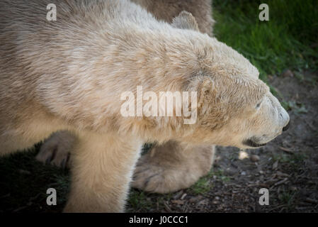 Lovely animals at the Yorkshire Wildlife Park in Doncaster, South Yorkshire Stock Photo