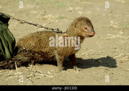 Mongoose tied to a chain, india, asia Stock Photo