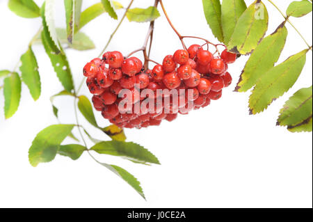 Bunch of red rowan isolated on white background Stock Photo