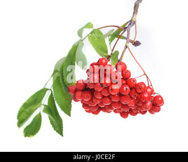 Bunch of red rowan isolated on white background Stock Photo