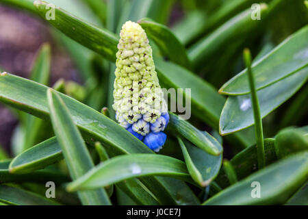Muscari 'Mountain Lady' Grape Hyacinth close up flower Stock Photo