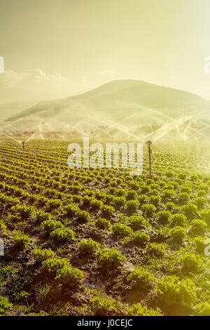 Fresh green grass with water droplet in sunshine(Shallow Dof Stock ...