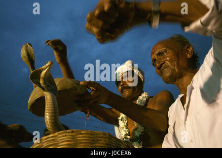 Snake charmer, bishnupur, west bengal, india, asia Stock Photo