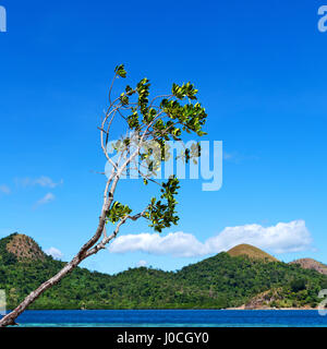 in the philippines island beautiful cosatline tree hill and boat for tourist Stock Photo