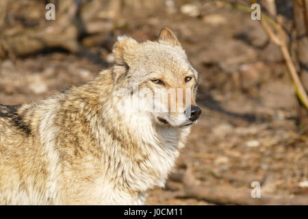 Wolf steppe Stock Photo
