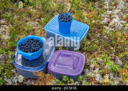 Blueberries collected in containers and the blue bowl on the surface, covered with moss and dry pine needles. Stock Photo