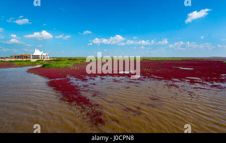 The Red Beach, located in the Liaohe Delta some 30km south west of Panjin City, Liaoning, China. Stock Photo