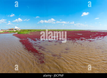 The Red Beach, located in the Liaohe Delta some 30km south west of Panjin City, Liaoning, China. Stock Photo