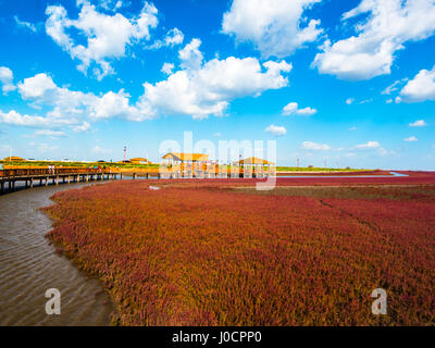 PANJIN, LIAONING, CHINA - 29AUG2016: The Red Beach, located in the Liaohe Delta some 30km south west of Panjin City, Liaoning, China. The beach is a m Stock Photo