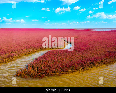 The Red Beach, located in the Liaohe Delta some 30km south west of Panjin, Liaoning, China. The beach is a marshy area of huge importance to birdlife Stock Photo