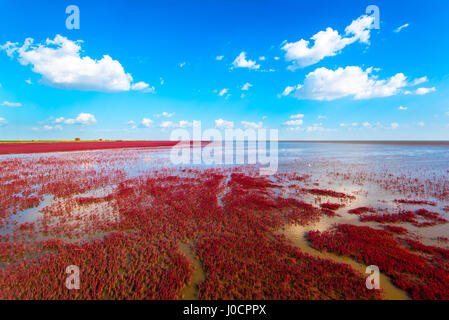 The Red Beach, located in the Liaohe Delta some 30km south west of Panjin, Liaoning, China. The beach is a marshy area of huge importance to birdlife Stock Photo