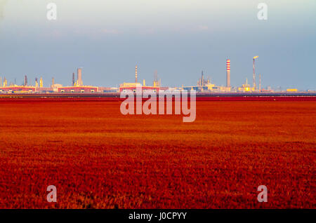 PANJIN, LIAONING, CHINA - 29AUG2016: The Red Beach, located in the Liaohe Delta some 30km south west of Panjin City, Liaoning, China. Stock Photo