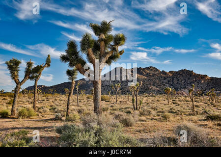 Joshua trees (Yucca brevifolia) and rocky (granite) hills, Quail Springs, Joshua Tree National Park, California USA Stock Photo