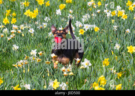 Be-Be a rescue dog plays with his red ball in spring sunshine among daffodils at Riverside as locals take advantage of good weather. Aberdeen City Council has overseen the creation of the 0.7 miles stretch of the daffodil lined cycling-walking route along the north bank of the River Dee, between the King George VI Bridge and the Bridge of Dee, Stock Photo