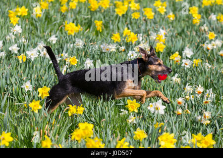 Be-Be a rescue dog plays with his red ball in spring sunshine among daffodils at Riverside as locals take advantage of good weather. Aberdeen City Council has overseen the creation of the 0.7 miles stretch of the daffodil lined cycling-walking route along the north bank of the River Dee, between the King George VI Bridge and the Bridge of Dee, Stock Photo