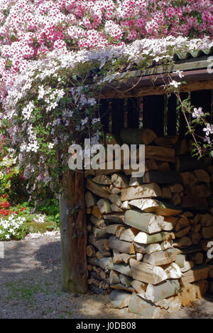 A log store draped in clematis flowers Stock Photo