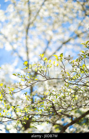 Flowering Dogwood tree branch on a sunny spring day in North Carolina.