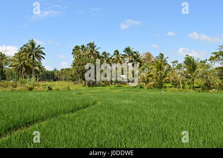 Rice field on the island Bohol at the Philippines Stock Photo