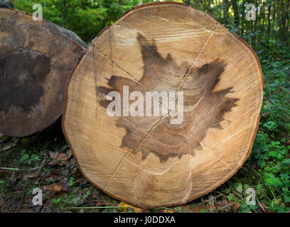 Heartwood pattern in a tree trunk Stock Photo