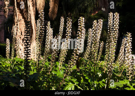 Bear's breeches flowers (Acanthus mollis) Stock Photo