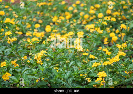 Yellow lantana flower bed - lantana montevidensis Stock Photo