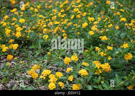 Yellow lantana flower bed - lantana montevidensis Stock Photo
