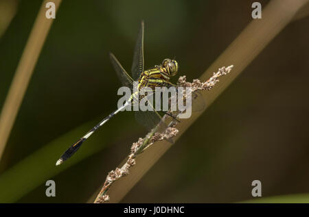 Slender Skimmer, Green Marsh Hawk, (Orthetrum sabina), Mount Bokor, Bokor National Park, Kampot Province, Cambodia Stock Photo