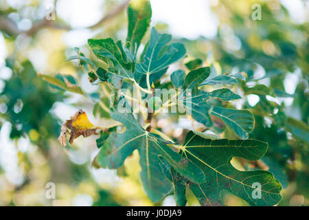 Fig trees, small fruits. Ripening figs Stock Photo