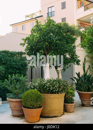 A tree in a pot. Small trees in clay pots Stock Photo