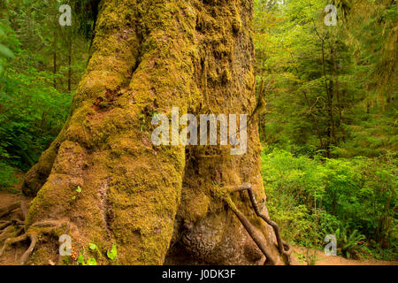 Giant Sitka spruce (Picea sitchensis) along Giant Spruce Trail, Cape Perpetua Scenic Area, Siuslaw National Forest, Oregon Stock Photo